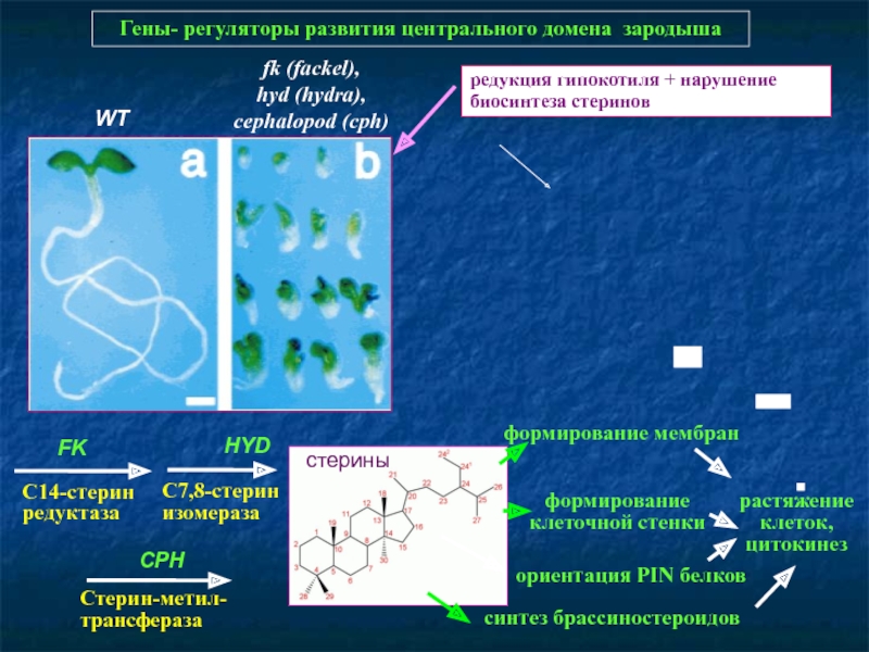 Кракен зеркало сайта